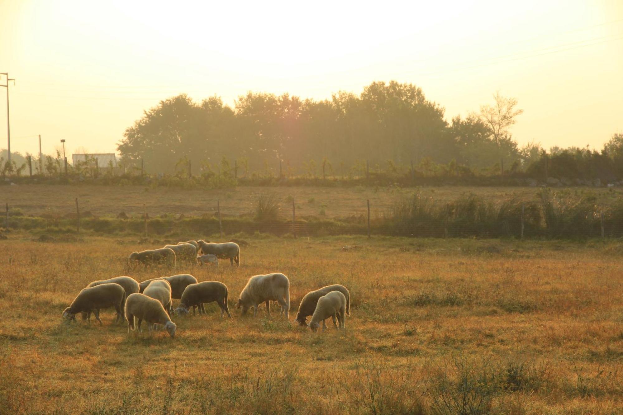 Agriturismo Locanda Pantanello Pitigliano Zewnętrze zdjęcie