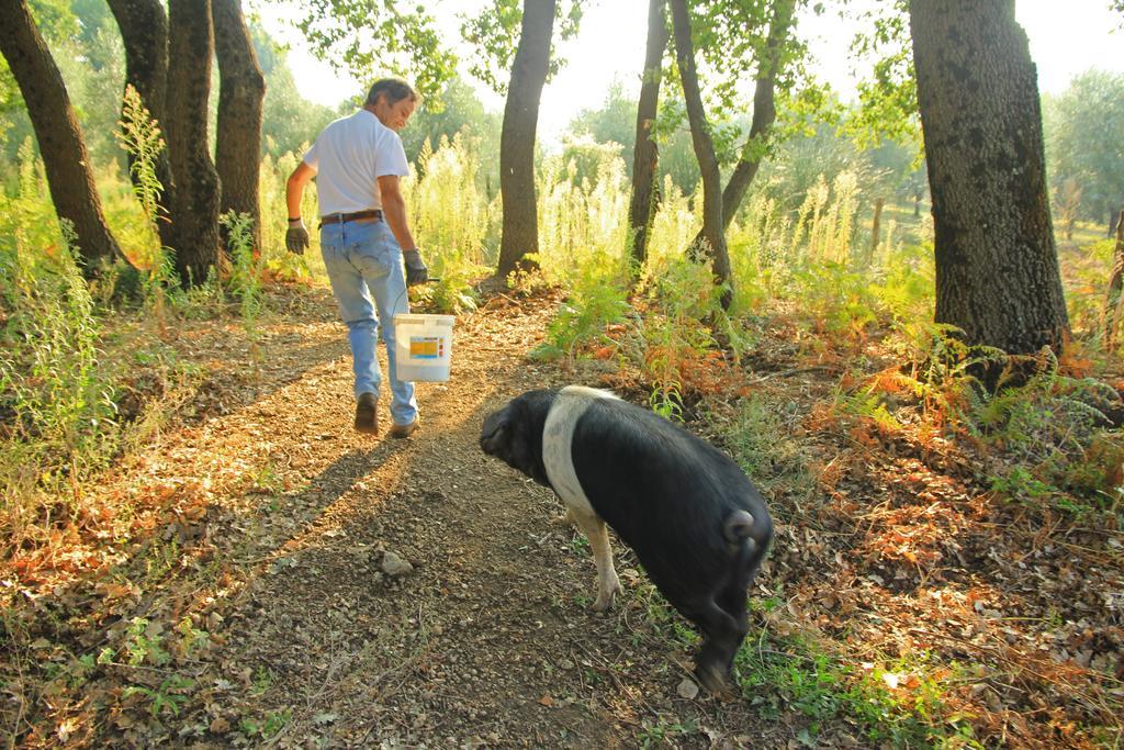 Agriturismo Locanda Pantanello Pitigliano Zewnętrze zdjęcie